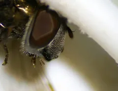 Greater Punctate Sedgesitter thumbnail 3