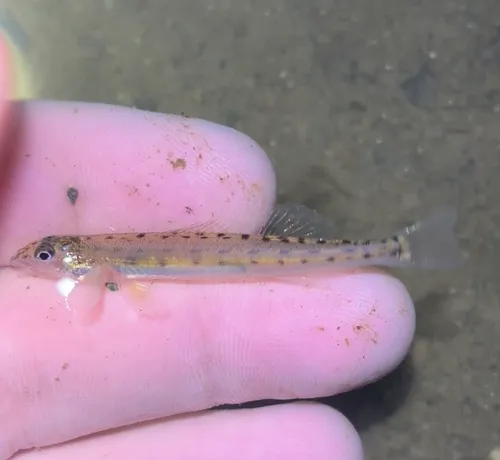 Eastern Sand Darter