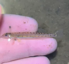 Eastern Sand Darter thumbnail 1