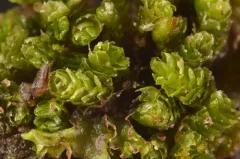 Fuscocephaloziopsis monticola thumbnail 3