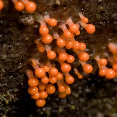 salmon-eggs thumbnail 3