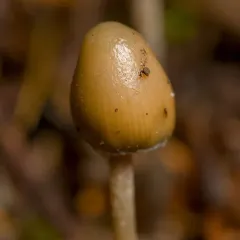 Psilocybe pelliculosa thumbnail 4