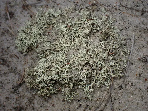 Labrador Prostrate Cladonia
