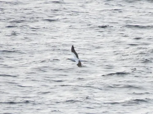 Masked Booby