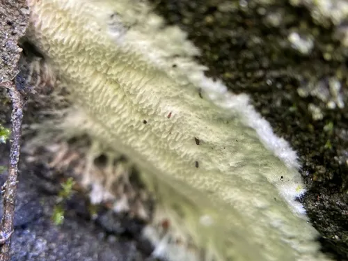Fibroporia vaillantii