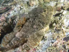Leister Sculpin thumbnail 3