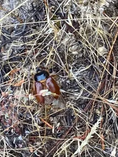 Pleocoma oregonensis thumbnail 3