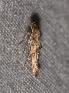 Ochromolopis ramapoella thumbnail 2