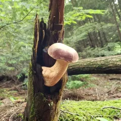 Bitter Bolete thumbnail 5