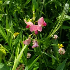 Narrow-leaved Everlasting-pea thumbnail 3
