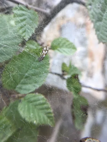 Greya variabilis