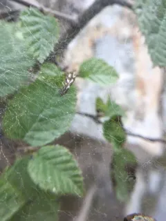 Greya variabilis thumbnail 1