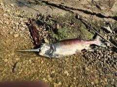 American Paddlefish thumbnail 3