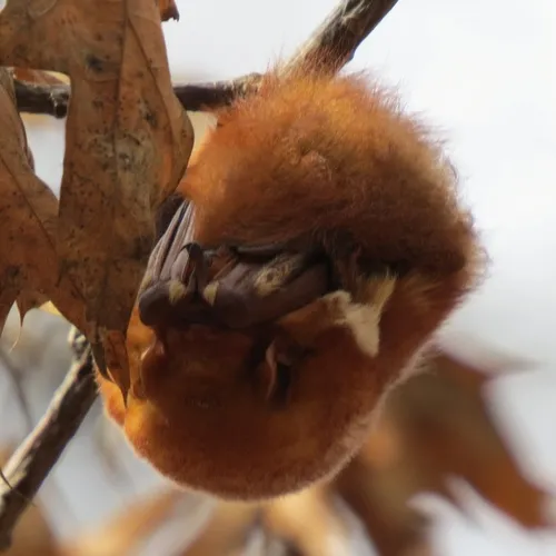 Eastern Red Bat