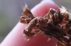 Coleophora concolorella thumbnail 2