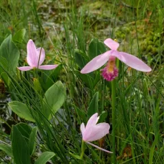 Rose Pogonia thumbnail 4