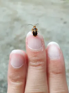 Phyllobrotica decorata thumbnail 2