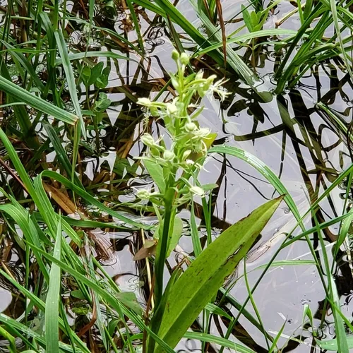 ragged fringed orchid