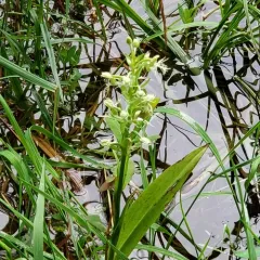 ragged fringed orchid thumbnail 1