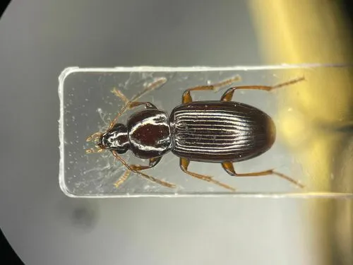 Pterostichus corrusculus