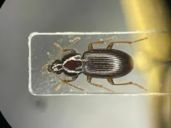 Pterostichus corrusculus thumbnail 1