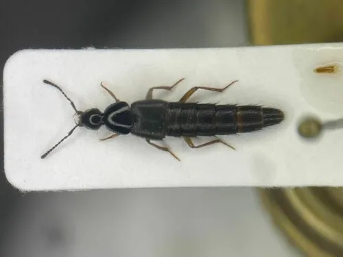 Casey's Rove Beetle