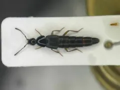 Casey's Rove Beetle thumbnail 1