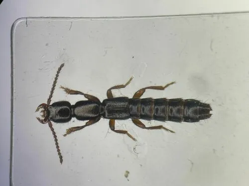 Lathrobium scolopaceum