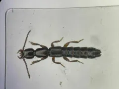Lathrobium scolopaceum thumbnail 1