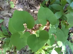 Birthwort thumbnail 4