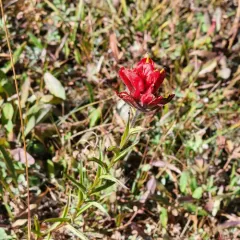 Rhexia-leaved paintbrush thumbnail 4