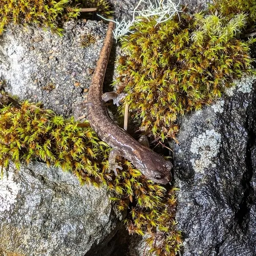 Clouded Salamander