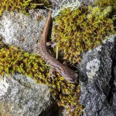 Clouded Salamander thumbnail 1