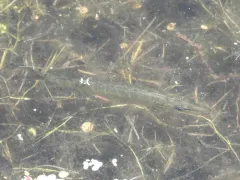 American Pickerel thumbnail 2