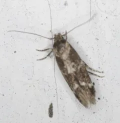Mompha unifasciella thumbnail 4