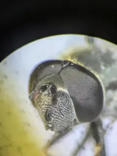 Greater Punctate Sedgesitter thumbnail 4