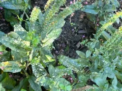 Podosphaera fuliginea thumbnail 4