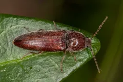 Melanotus americanus thumbnail 4