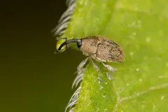 Geraeus picumnus thumbnail 1