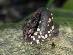 Hymenoscyphus imberbis thumbnail 3
