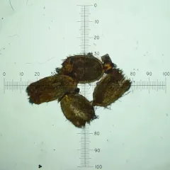Maireina maxima thumbnail 4