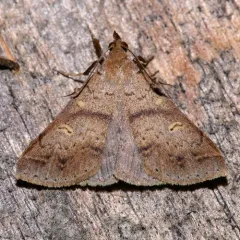 Discolored Renia Moth thumbnail 2