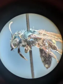 Blue-and-black Mining Bee thumbnail 3