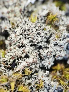 Yellow-spored Firedot Lichen thumbnail 4