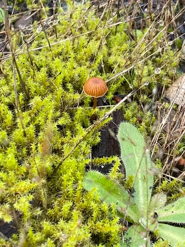 Galerina alluviana