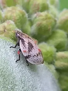 Lepyronia coleoptrata thumbnail 1