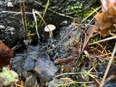 Rhodocybe nuciolens thumbnail 4