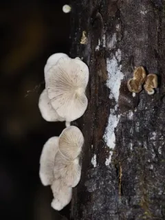 Crepidotus fraxinicola thumbnail 4