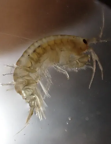 Gammarus fasciatus