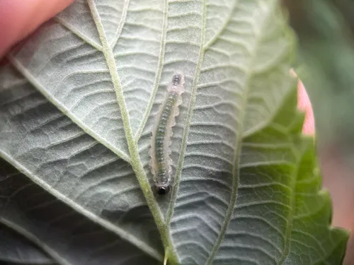 Raspberry Sawfly